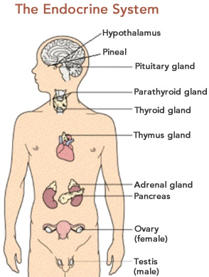 Endocrine Disorders | Endocrine Diseases - Viva Healthy Life