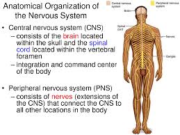 nervous system