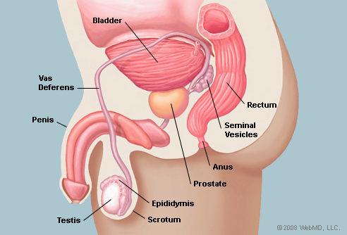 Prostate Gland Disorders