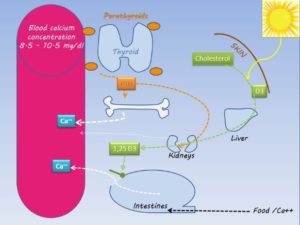 parathyroidism aka parathyroid disease