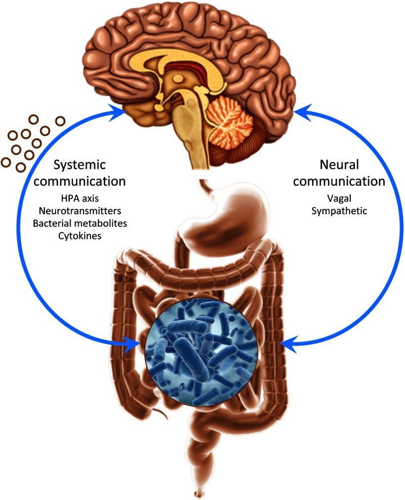 gut-brain connection