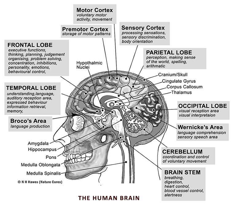 Natural supplements for neurological disorders